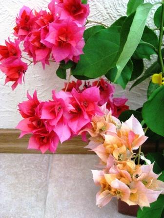 Double Salmon+Double Red