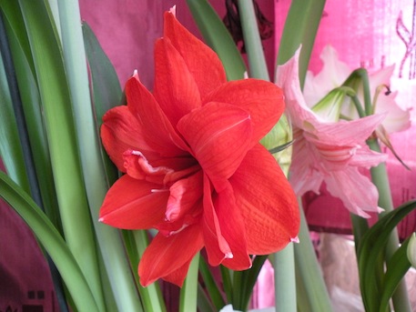 Double Roms2011_1.jpg