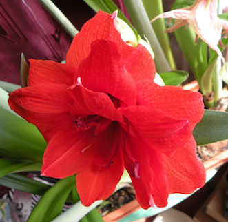 Double Roma2011_2a.png