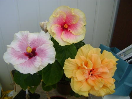 Smokey Mountain, Tarantella