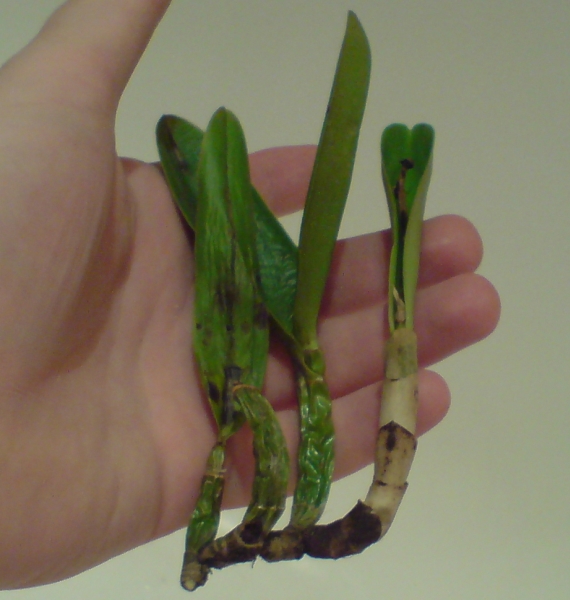 После всех манипуляций.