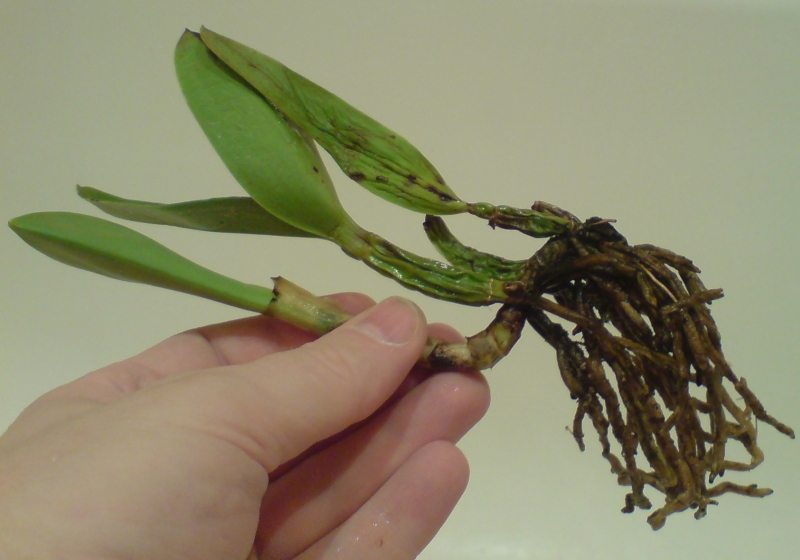 После замачивания.