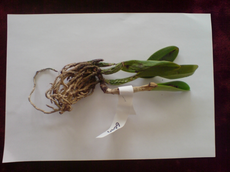 После получения (на листе А4).