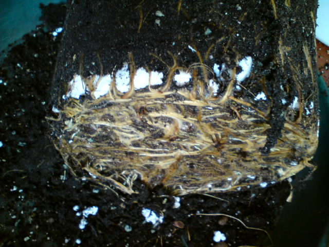 Корням просто некуда расти.