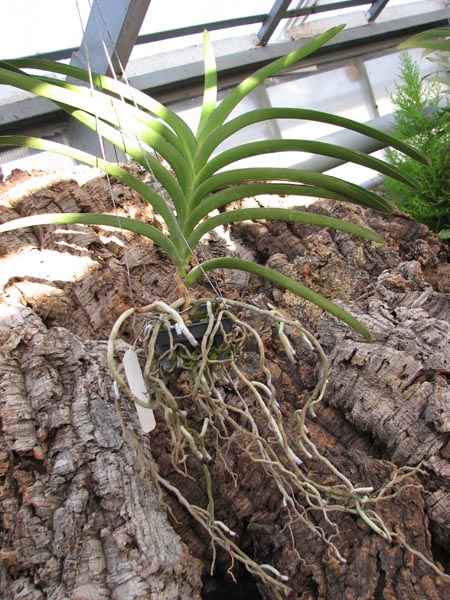 Vanda Chadeva x Vanda Dr Anek.jpg