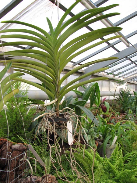 Vanda Gypsy Rocket.jpg