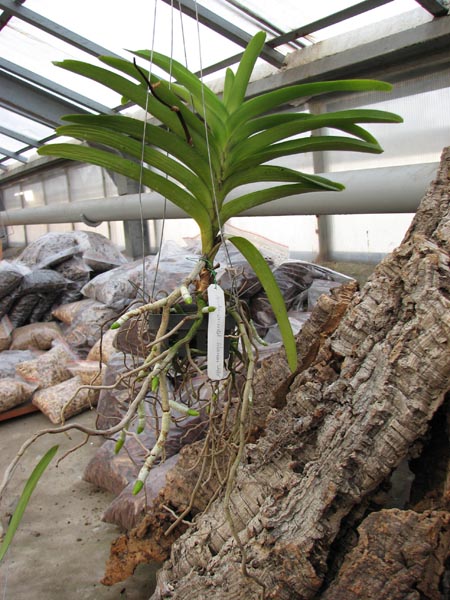 Ascocenda Oriental Siberian White 1.jpg