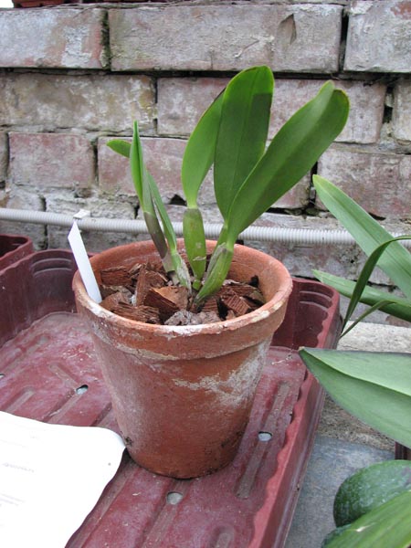 Sophrolaeliocattleya Love Castle x Cattleya Candy Tuft Taffy Chrismas Rose.jpg