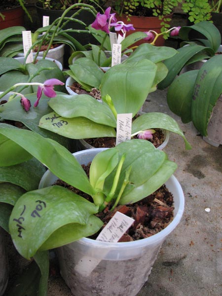 Phalaenopsis Penang Princess x Phalaenopsis bellina.jpg