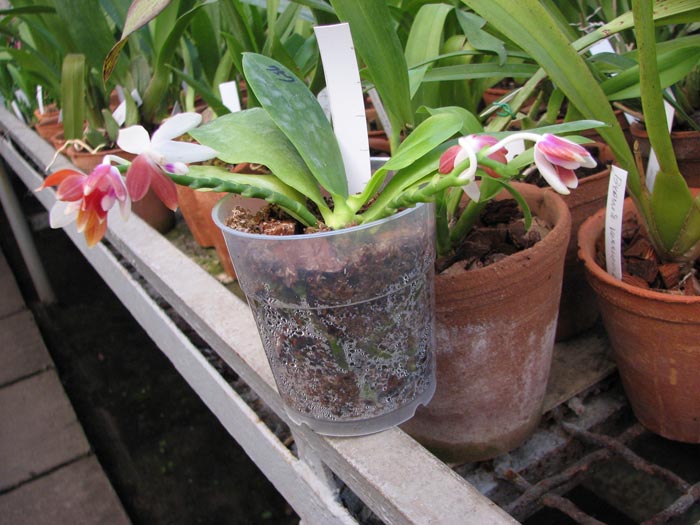 Phalaenopsis tetraspis C1.jpg