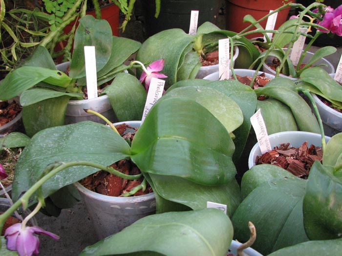 Phalaenopsis violacea Red.jpg