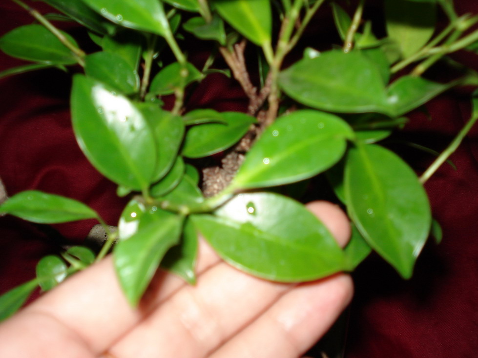 это его листики поближе