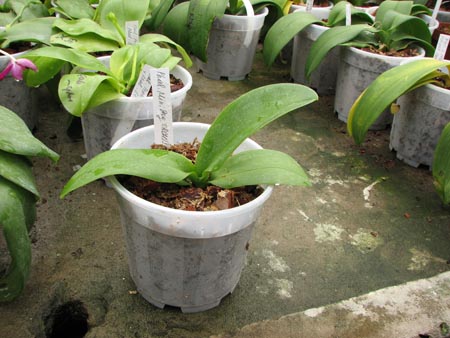 Phalaenopsis Mini Dog.jpg