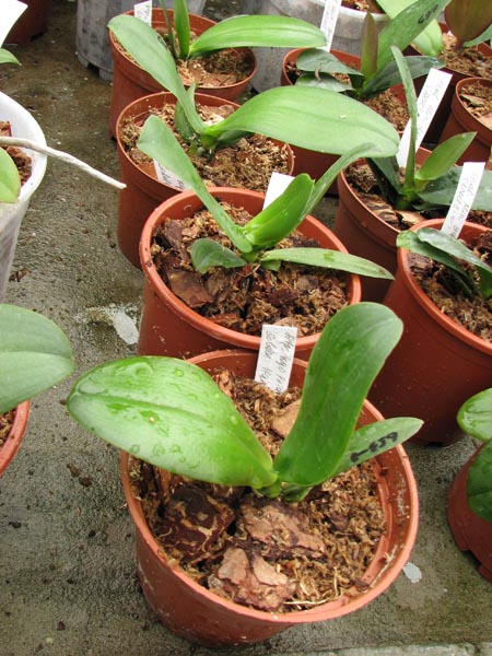 Doritaenopsis Sogo Pride Yellow.jpg