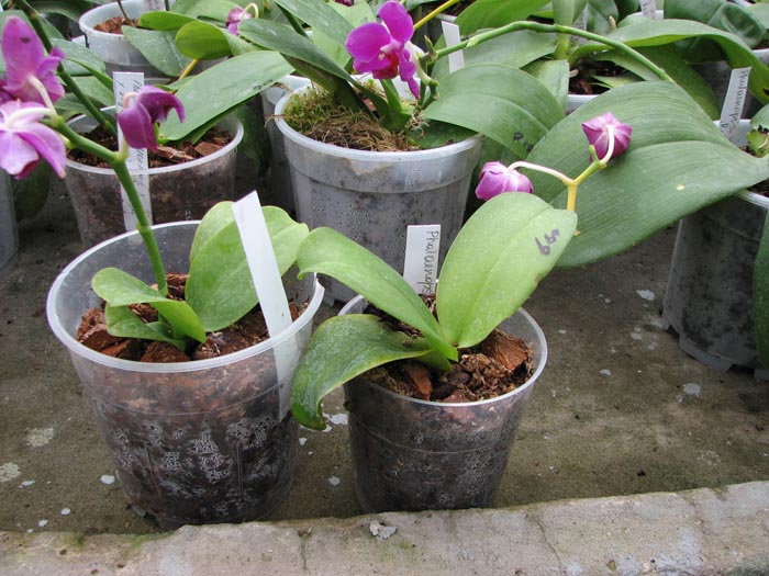 Phalaenopsis Sogo Grape YN.jpg