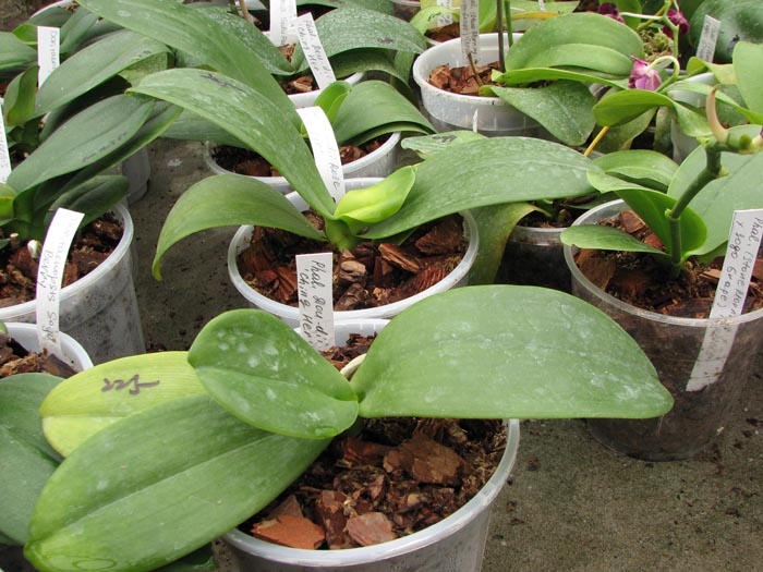 Phalaenopsis Dou dii Rose Ching Her.jpg