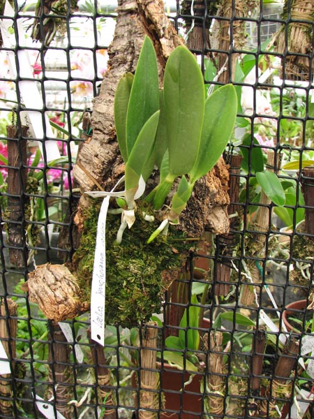 Laelia jongheana alba x self.jpg