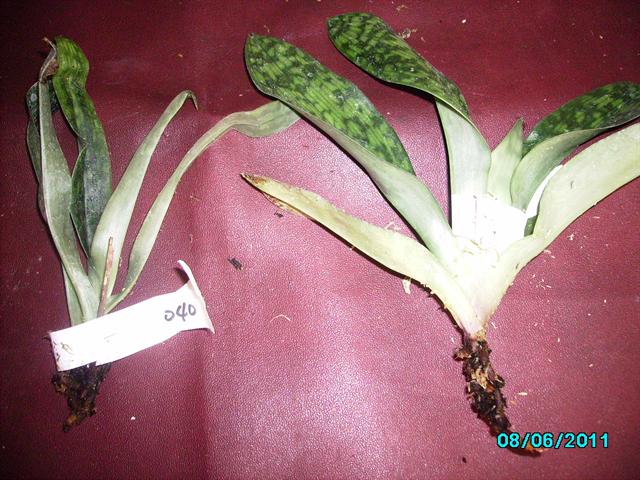 Осталось только корни нарастить, ну и ждать цветения!