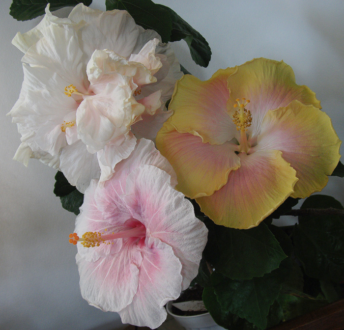 Brides Bouquet, Lady Flo, Sunkissed Blonde