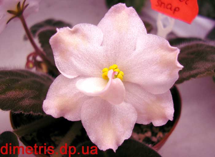 Полумахровые и махровые звезды цвета слоновой кости с коричневатыми кончиками. Компактная розетка. Темно-зеленые листья.