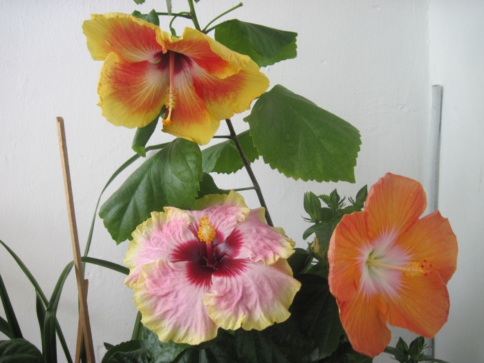 Acapulco Gold,Illuminati,Saffron