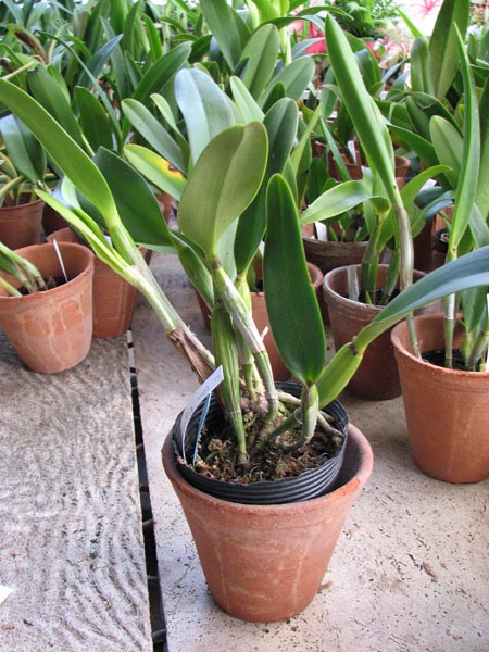 Laeliocattleya Blue Angel Glove.jpg