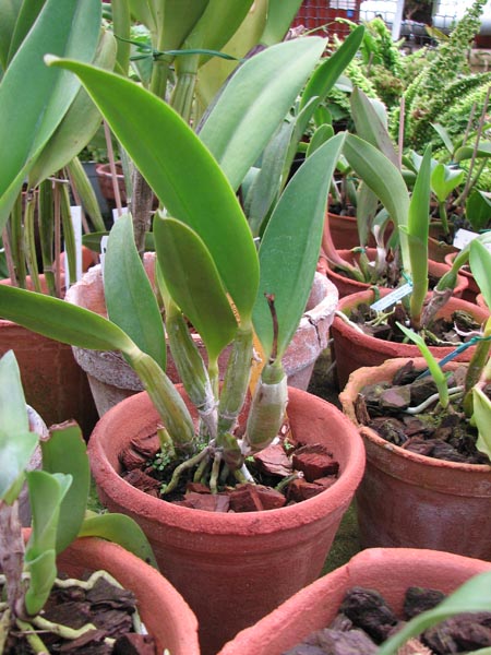 Laeliocattleya Maris Love Taka.jpg