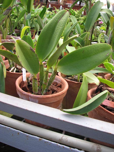 Laeliocattleya Aloha Case Ching Hua 1.jpg