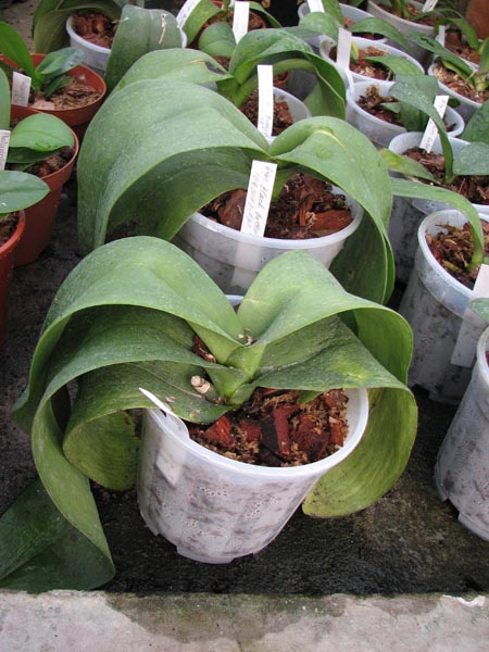 Doritaenopsis Black Butterfly.jpg