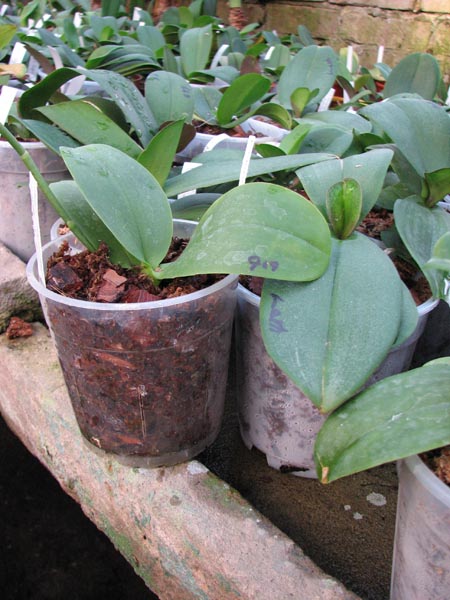 Phalaenopsis Stone Morning x Sogo Grape 1.jpg