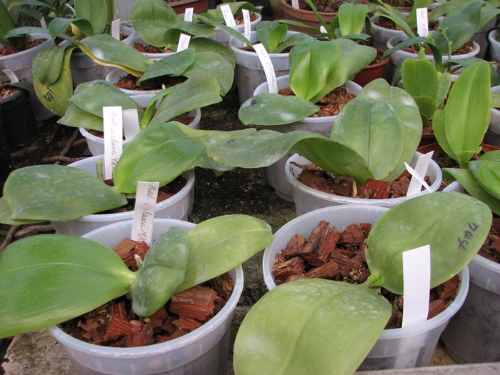 Phalaenopsis violacea ORCHIS 01.jpg