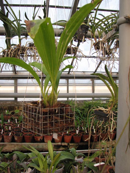 Gongora odoratissima.jpg