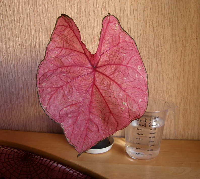 Копия (2) P6047263.jpg