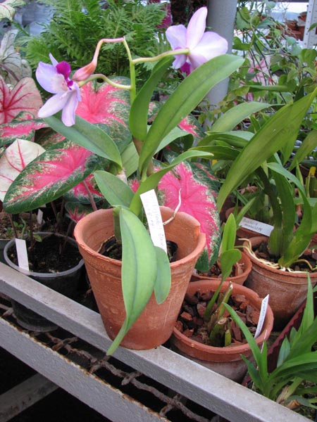 Laeliocattleya Orglades Glow Love Knot Hsinying.jpg