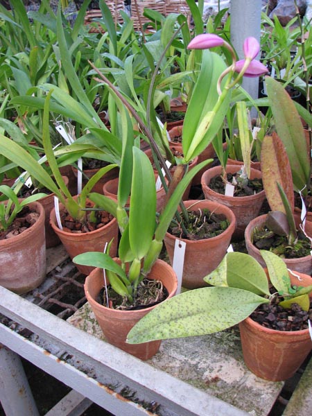 Potinara Hsinying Pink Doll Hsinying 1.jpg