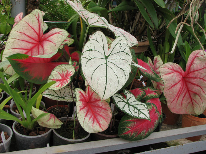 caladium.jpg