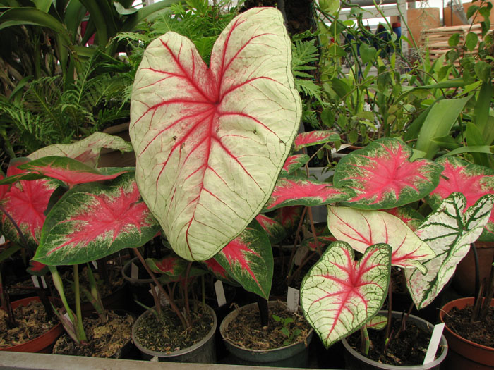 caladium 1.jpg