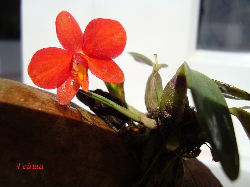 sophronitis pygmaea.JPG