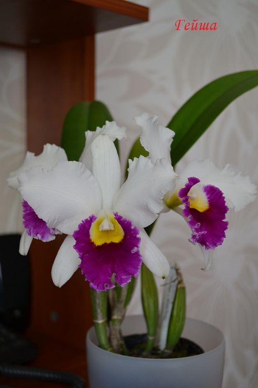 Lc.Shirayukihime M .JPG