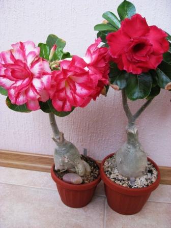 Sap Mongkol+Valentine Rose