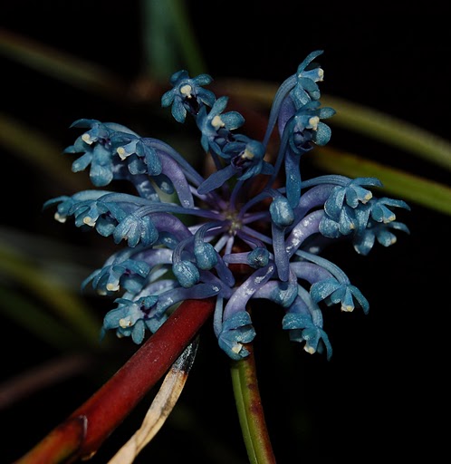 Cleisocentron merrillianum