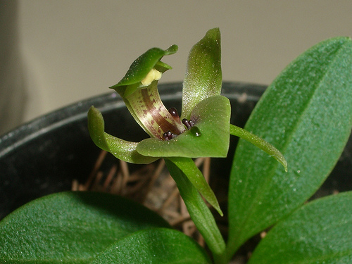 Simpliglottis valida (syn Chiloglottis valida)