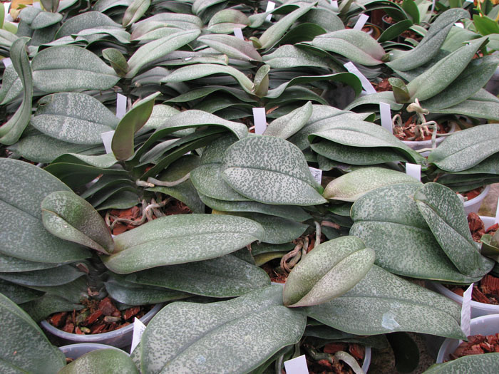 Phalaenopsis Rothschildiana.jpg