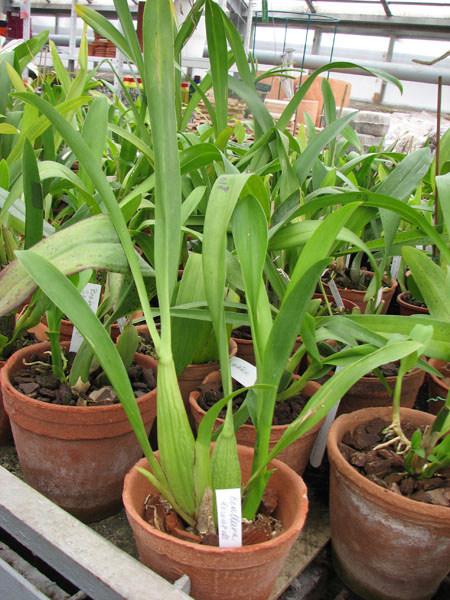 Beallara Marfitch Howard's Dream Red Fox.jpg