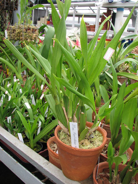 Wilsonara Hwuluduen Wasp Queen Bee.jpg