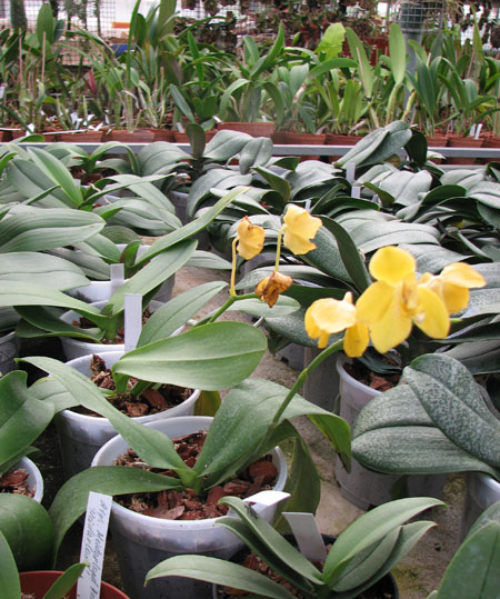 Doritaenopsis Sogo Pride Yellow.jpg