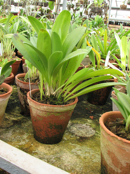Masdevallia polysticta.jpg