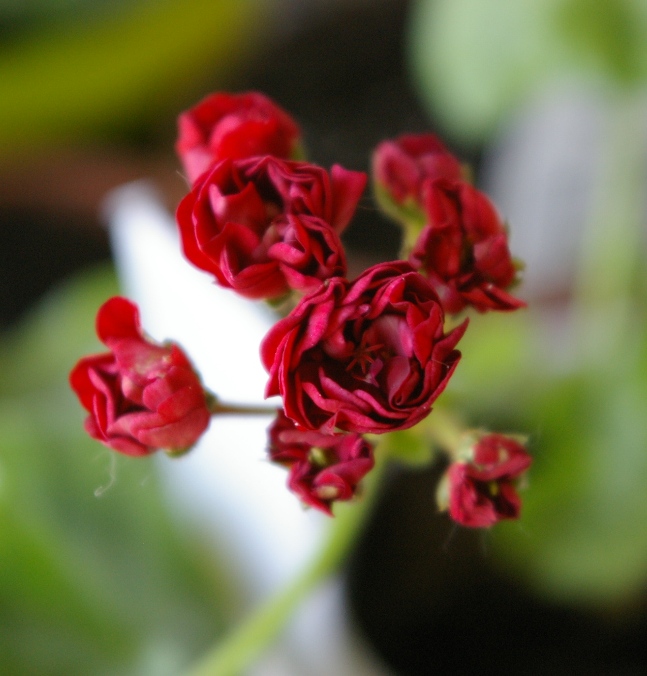 Garnet Rosebud