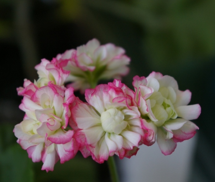 Apple Blossom Rosebud