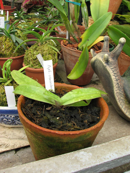 Paphiopedilum concolor.jpg